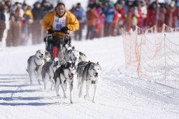 Lenk 2013